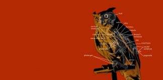 stylized diagram of owl